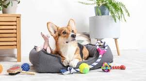 PET FINDS